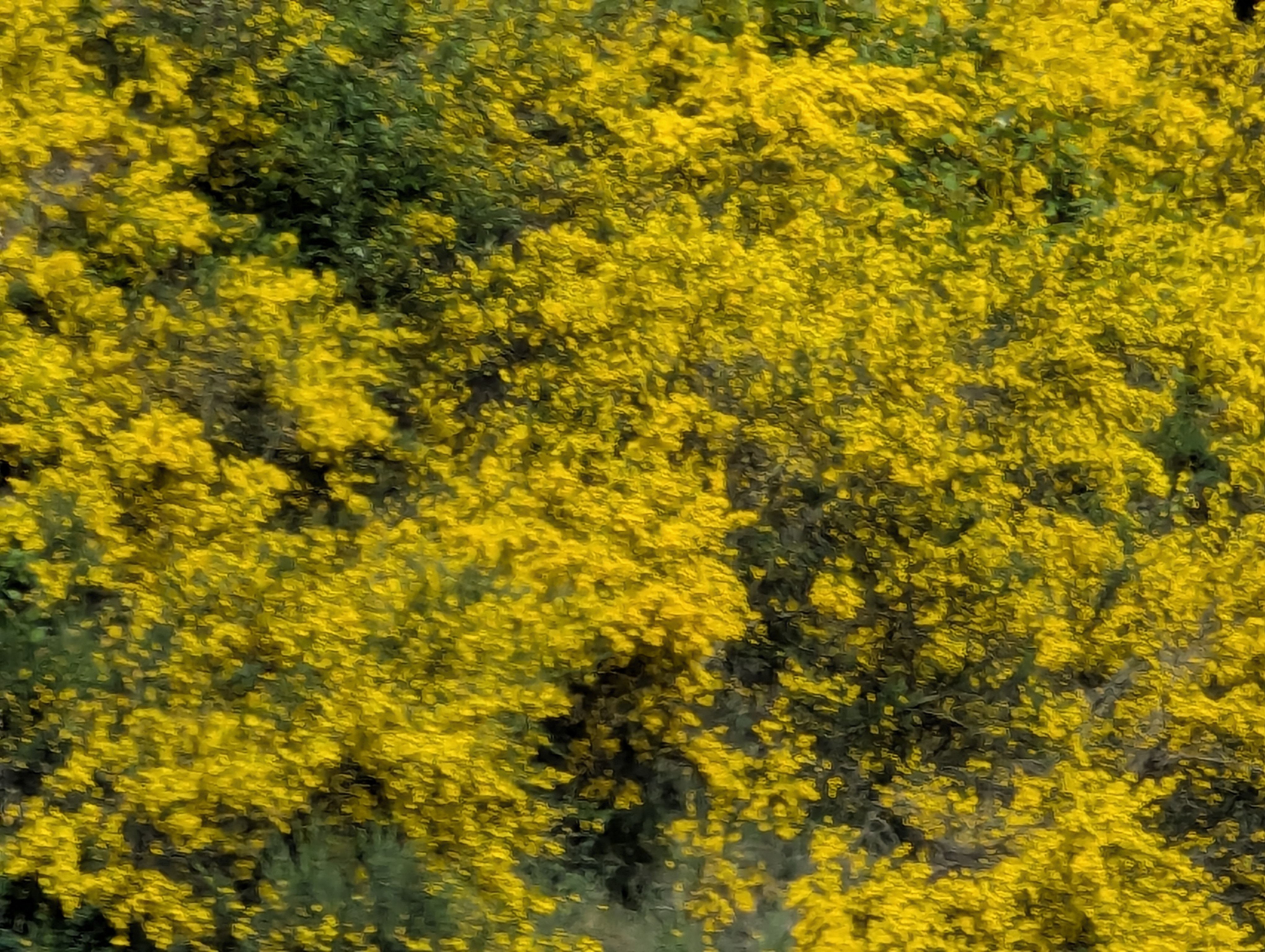 Birthday Trip to Canada, Vancouver Island